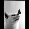 Art Print Butterfly Cat SHJ973