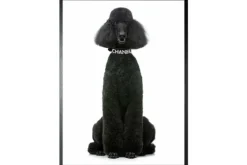Art Print Chanel Poedel FA-110