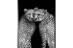 Art Print Cheeta CHEET-01